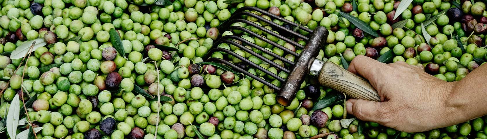 Sélection d'Olives Grossiste